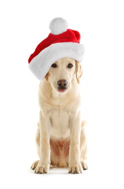 Noel Baba şapkası ile şirin Labrador köpek