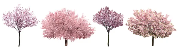 Blossoming pink sacura trees — Stock Photo, Image