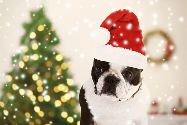 Dog with Santa hat near Christmas tree — Stock Photo, Image