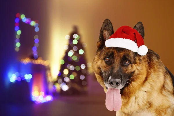 Chien drôle avec chapeau de Père Noël — Photo