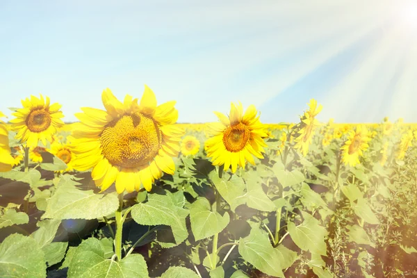 Prachtige zonnebloemen op weide — Stockfoto