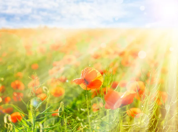 Poppy flowers in field with sunlight — Stock Photo, Image
