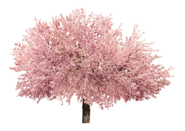 Blossoming pink tree isolated — Stock Photo, Image