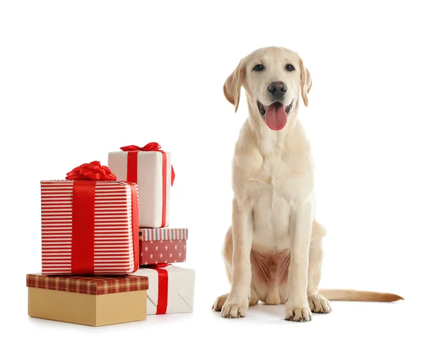 Cute Labrador dog with gift boxes — Stock Photo, Image