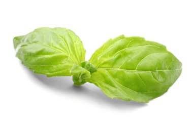 taze fesleğen yaprağı 