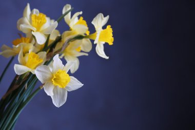 taze nergis çiçekleri 