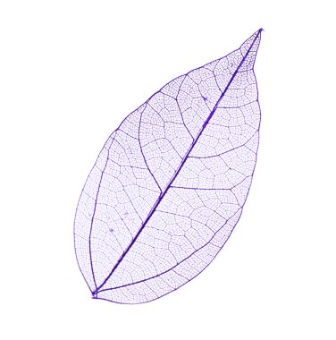 İskelet yaprak izole 