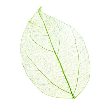İskelet yaprak izole 