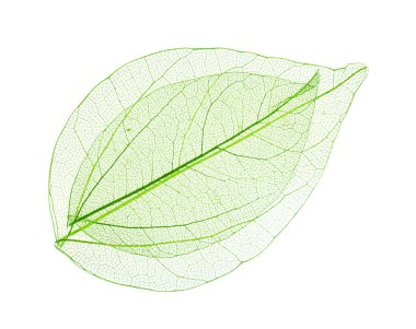 İskelet izole bırakır