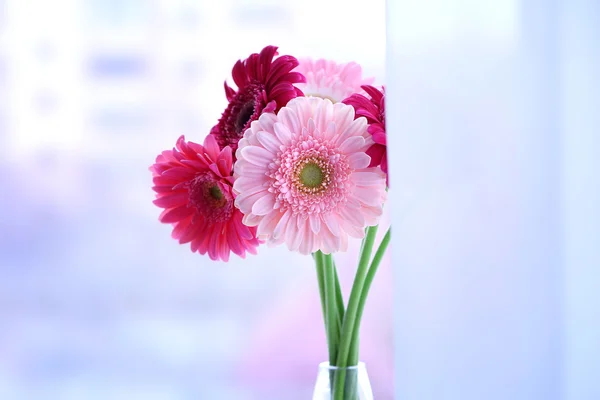 Beautiful Gerbers on the windowsill — Stock Photo, Image