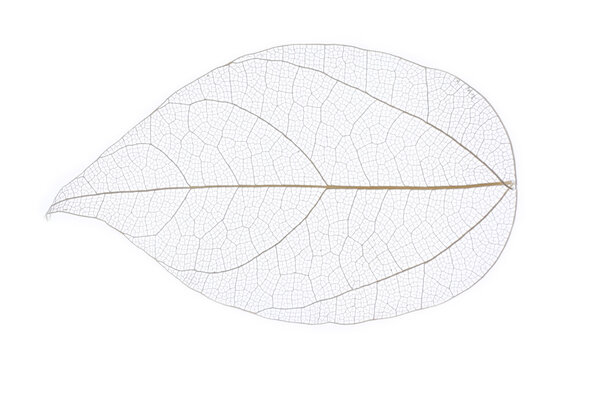 Skeleton leaf isolated 