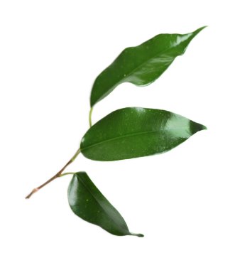 Kauçuk ağacı yaprakları