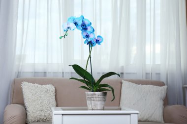 Güzel mavi orkide çiçekler