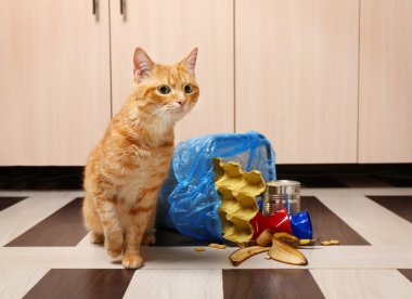 Kırmızı kedi yakınındaki ters çöp sepeti