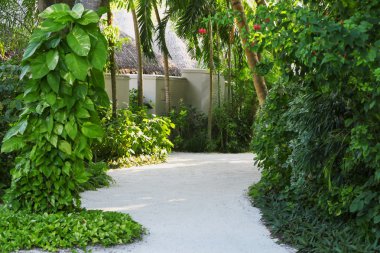 Tropik ormanın giden patika.