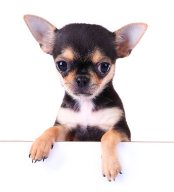 küçük chihuahua yavrusu