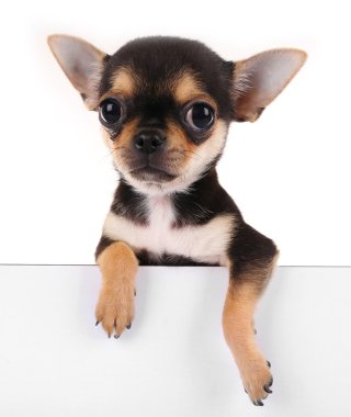 küçük chihuahua yavrusu