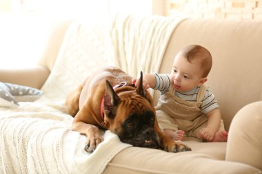 Boxer köpek ile küçük oğlu 