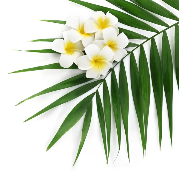 Plumeria Blumen und Palmblätter — Stockfoto