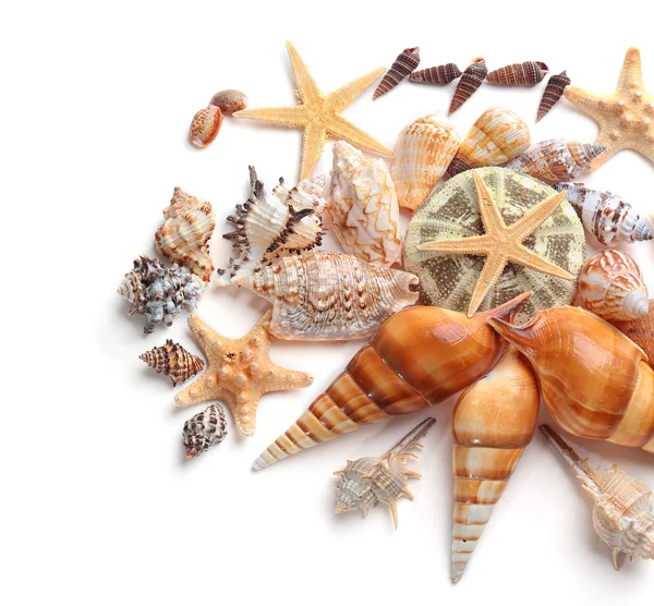 美しい貝殻をクローズ アップ — ストック写真