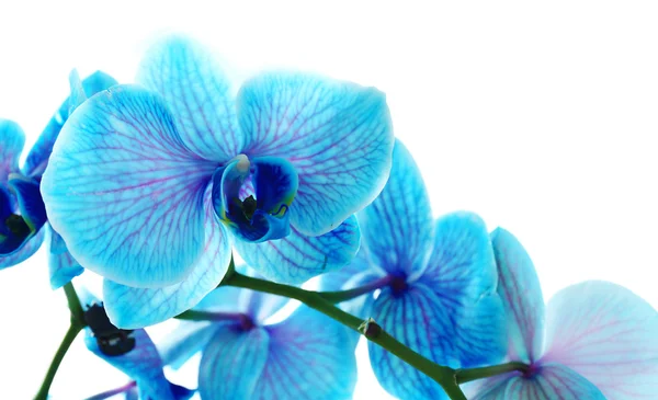 Lindas flores de orquídea azul — Fotografia de Stock