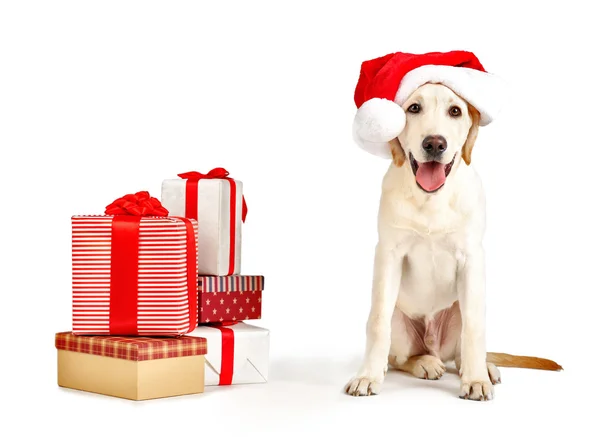 Cute Labrador hond met geschenkdozen — Stockfoto