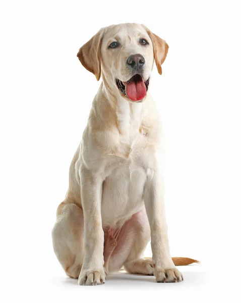 分離されたかわいいラブラドール犬お座り — ストック写真