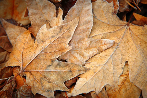 Foglie congelate da vicino — Foto Stock