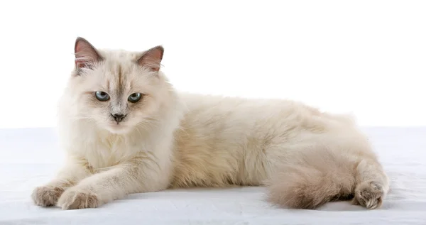 Gato isolado em branco — Fotografia de Stock