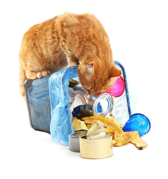 Кіт у повністю перевернутому кошику для сміття — стокове фото