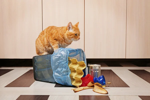 Gato en completa cesta de basura invertida — Foto de Stock