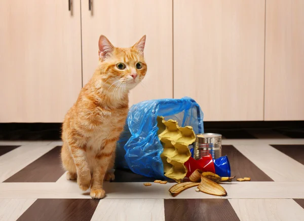 Gato rojo cerca de la cesta de basura invertida —  Fotos de Stock