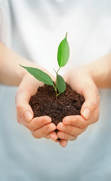 Female hands holding soil and plant — Stock Photo, Image
