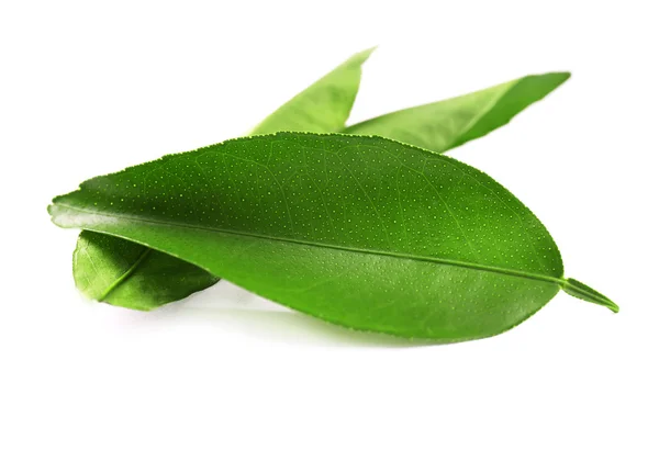 Green ficus leaves — Stock Photo, Image