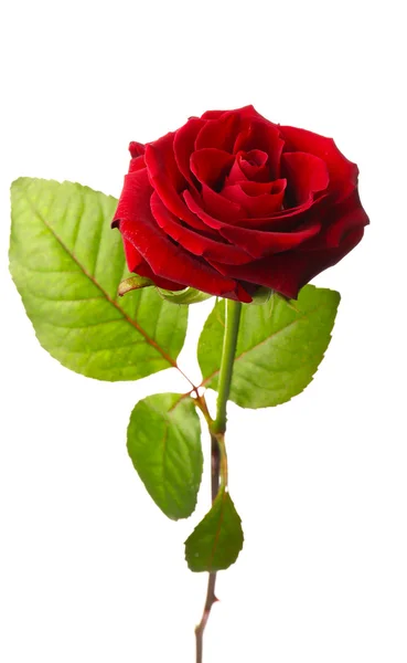 Bella rosa rossa — Foto Stock