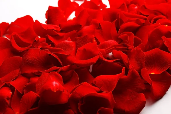 Rose petals, closeup — Stock Photo, Image