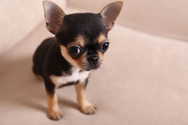 Küçük chihuahua yavrusu — Stok fotoğraf