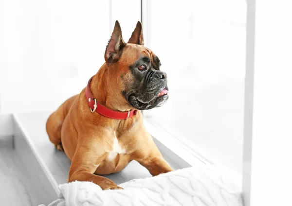 Boxer dog with pillow lying on a windowsill at home — Stock Photo, Image