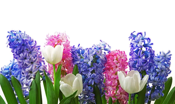 Composition of hyacinth and tulips — Stock Photo, Image