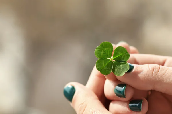 Four leaf clover in female hands — Stock Photo, Image