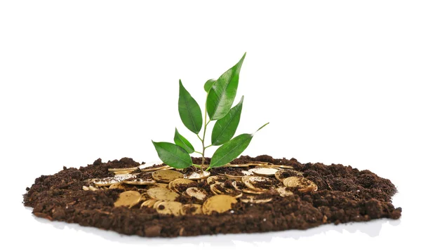 Coins in soil with young plant — Stock Photo, Image