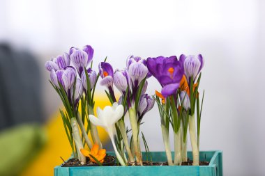 güzel bitkisi çiçeği.