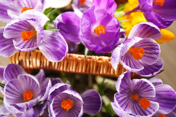 Schöne Krokusblüten — Stockfoto