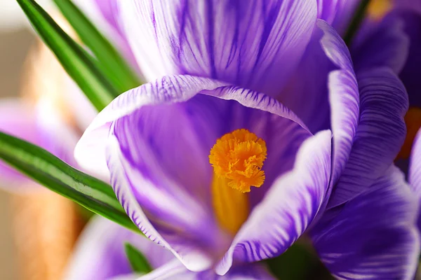 Hermosas flores de cocodrilo — Foto de Stock