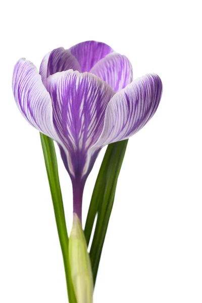 Beautiful crocus flower — Stock Photo, Image