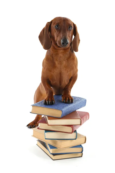 Dachshund on  stack of books — Stock Photo, Image