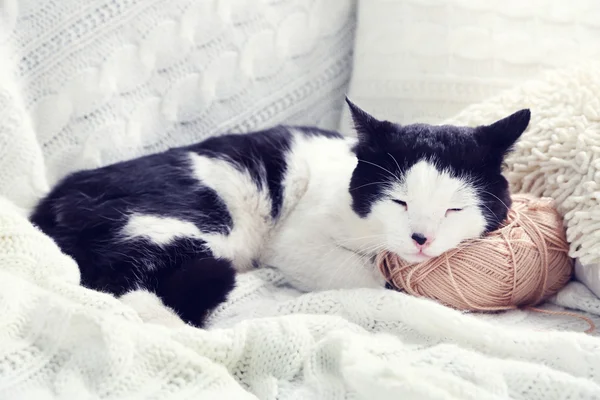 İplik üzerinde uyuyan kedi — Stok fotoğraf