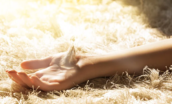 Mano e una piuma . — Foto Stock