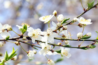 beyaz çiçek açan ağaç  