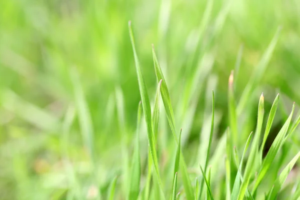 Grama de primavera verde — Fotografia de Stock